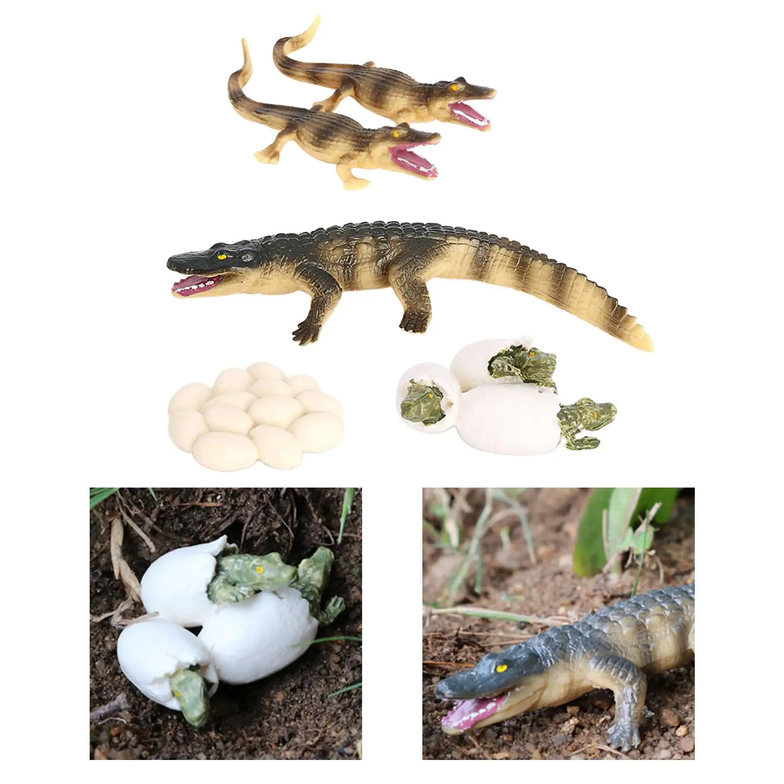 Realistic Toys Eggs Crocodile Adulthood Crocodile