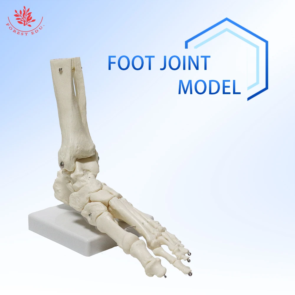 Skeleton Foot Model FRT027-1 Ankle Joint Life Size Toes Can Bend Medical Science Pure White Manual Production Anatomical Model
