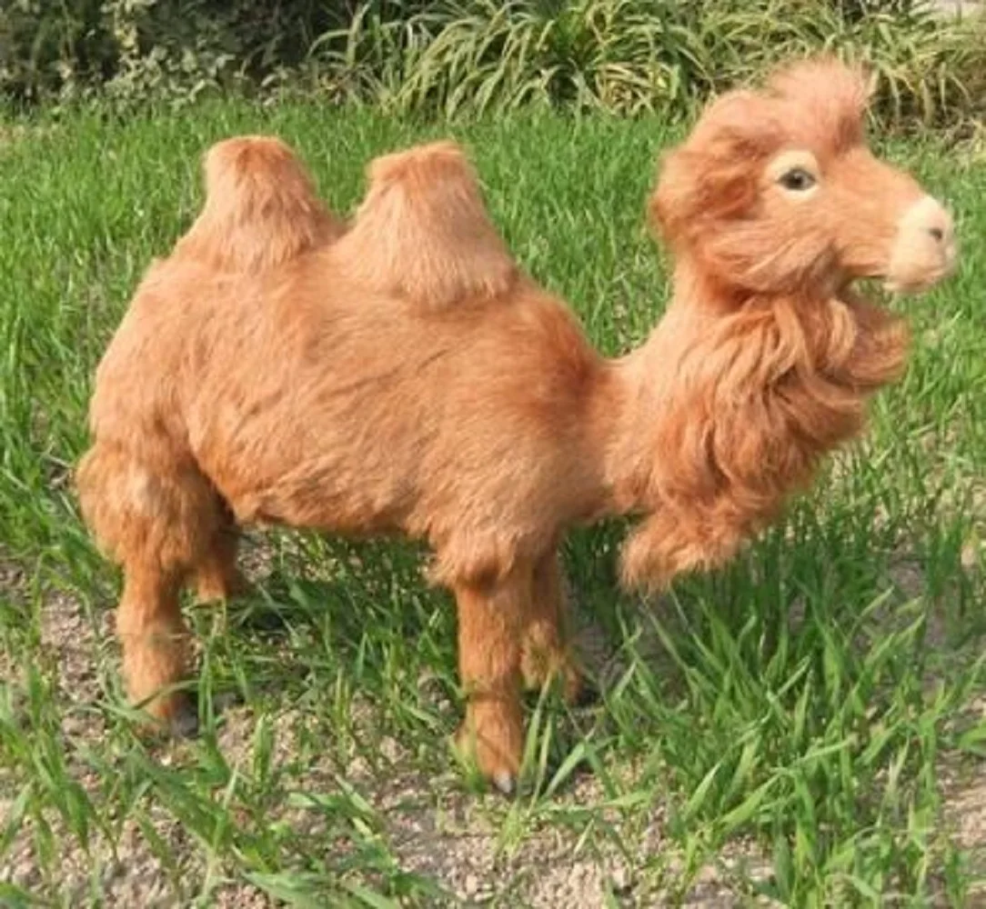 

simulation animal large 45x35cm Bactrian camel model,lifelike camel decoration gift t477