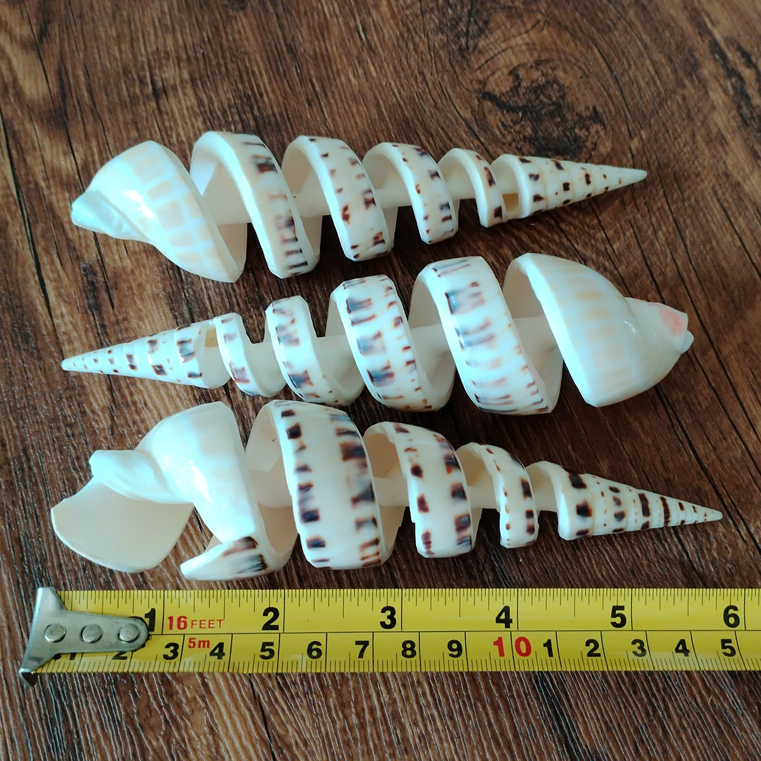Conch Shell Decoration 15cm Big Terebra Shell Genuine Bamboo Ladder-shaped Seashells Ocean Conch for Home Wedding Furnishing Pieces Gifts DIY