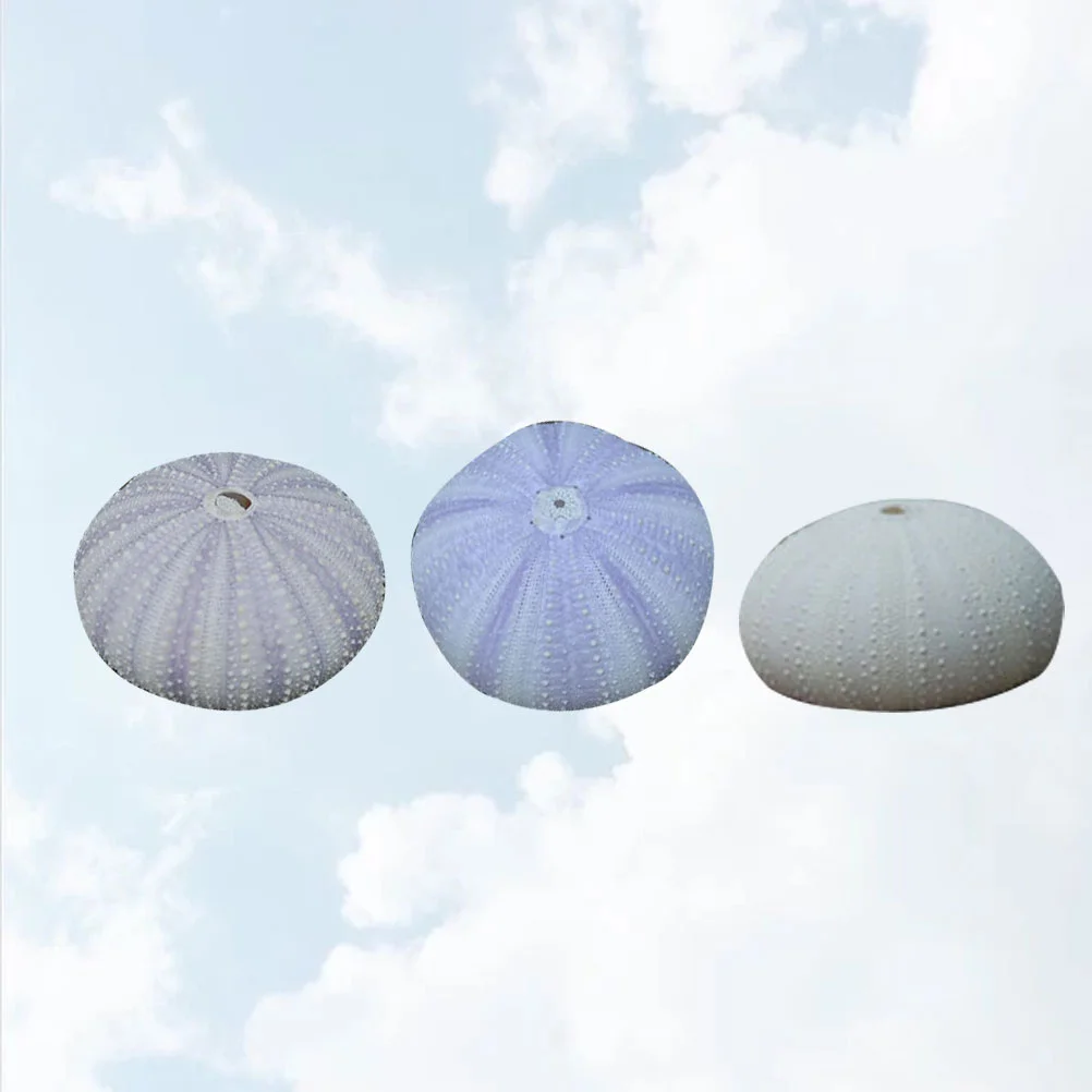 3 Pcs Desktop Shell Ornament Dried Small Planting Holder Sea Urchin Shells