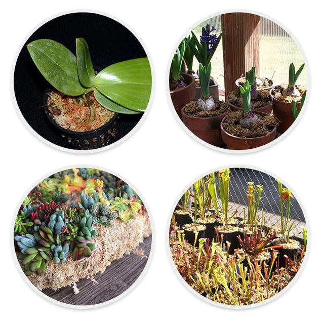12 L Sphagnum Moha Mohát Hidratáló Táplálkozás Bio Műtrágya Védelme Orchidea Zamatos Növényi Gyökerek Diy Virág Edény Otthoni Kert - Image 3