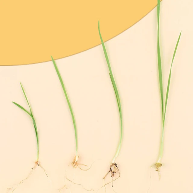 1Set Pet Cat Sprout Edény Termesztése Hidroponikus Növényi Macska Füves Csírázás Emésztés Indító Üvegházhatású Növekedés Doboz - Image 6