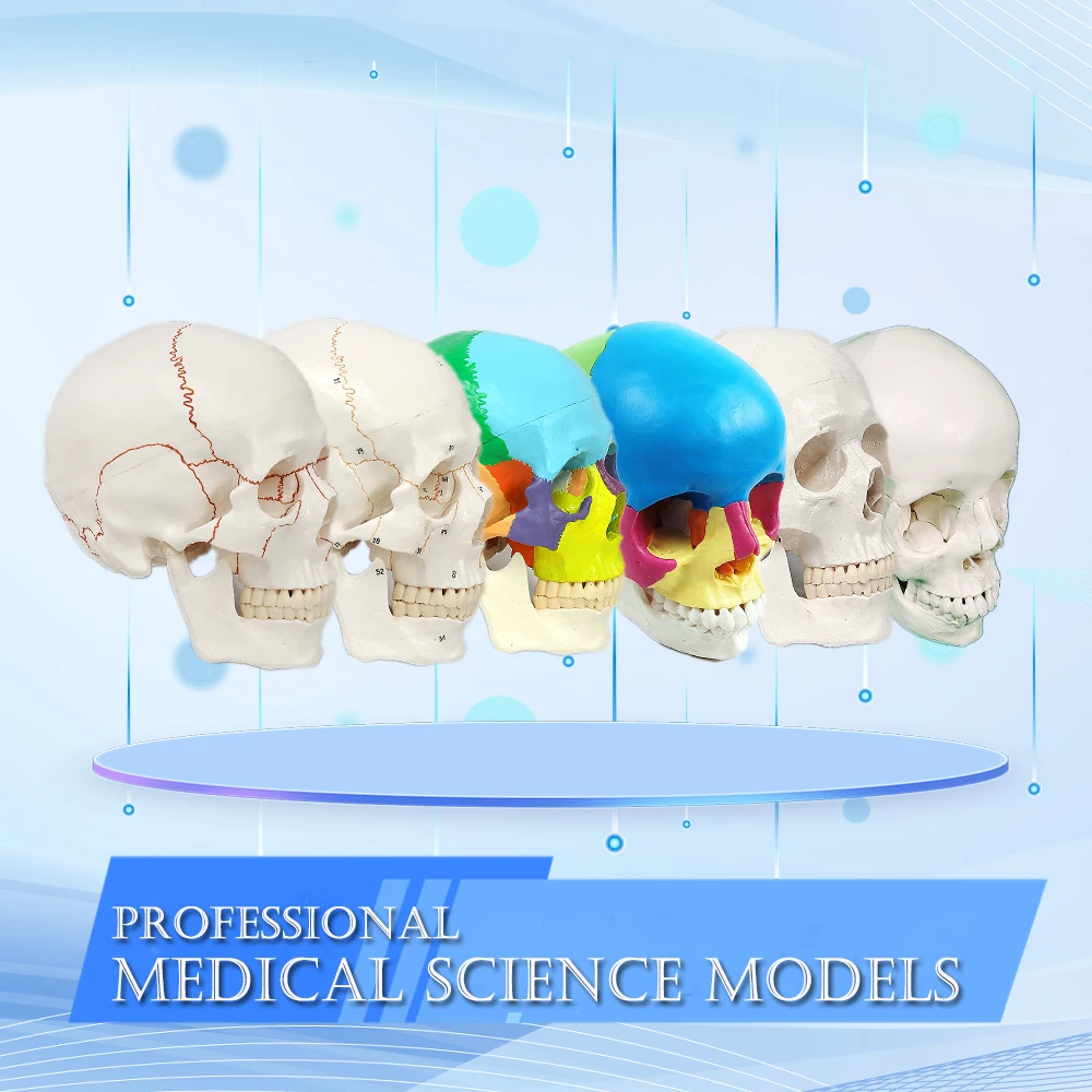 Medical Science Life Size Anatomical Skull Model Skeleton Detachable Jaw Bone For Educational And Lab Teaching Display Tools