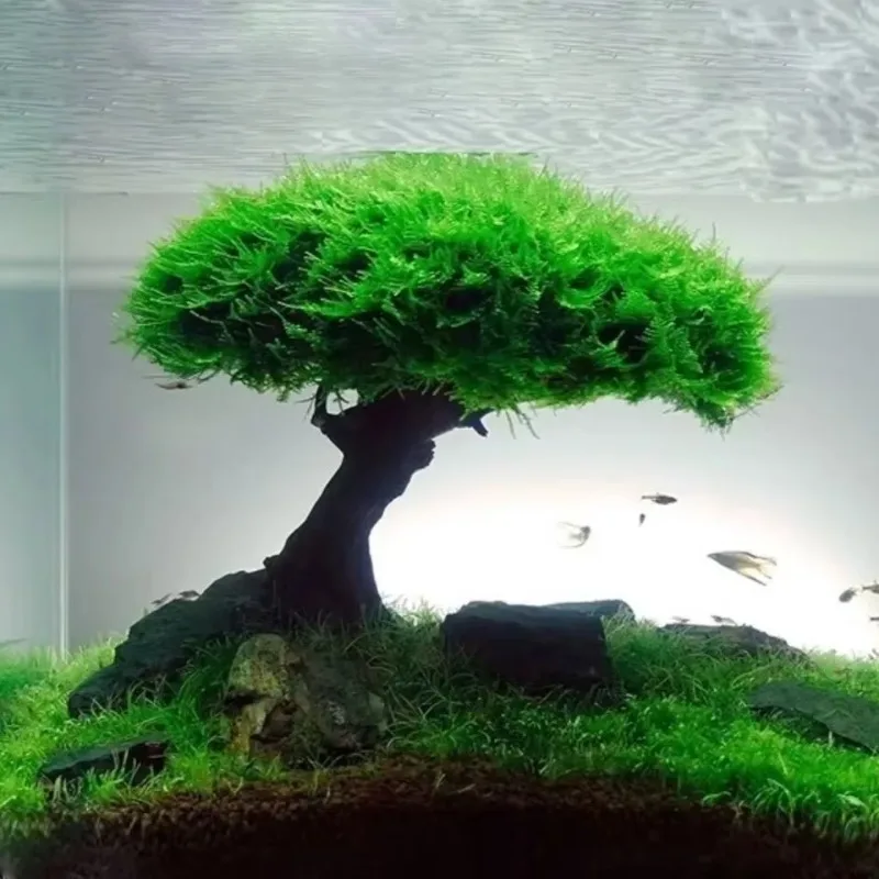 Fish Tank Plant Moss Tree Decoration Landscaping Wood Plant Root Driftwood Aquatic Grass Aquarium Accessories