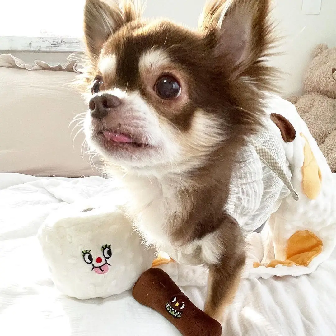 Set Dog Toy - Cute Interactive Toy