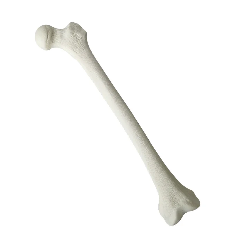 

Simulated Bone of Femur Sawbones Pseudobone Workshop Preoperative Practical Training Exercise Human thigh-bone skeleton