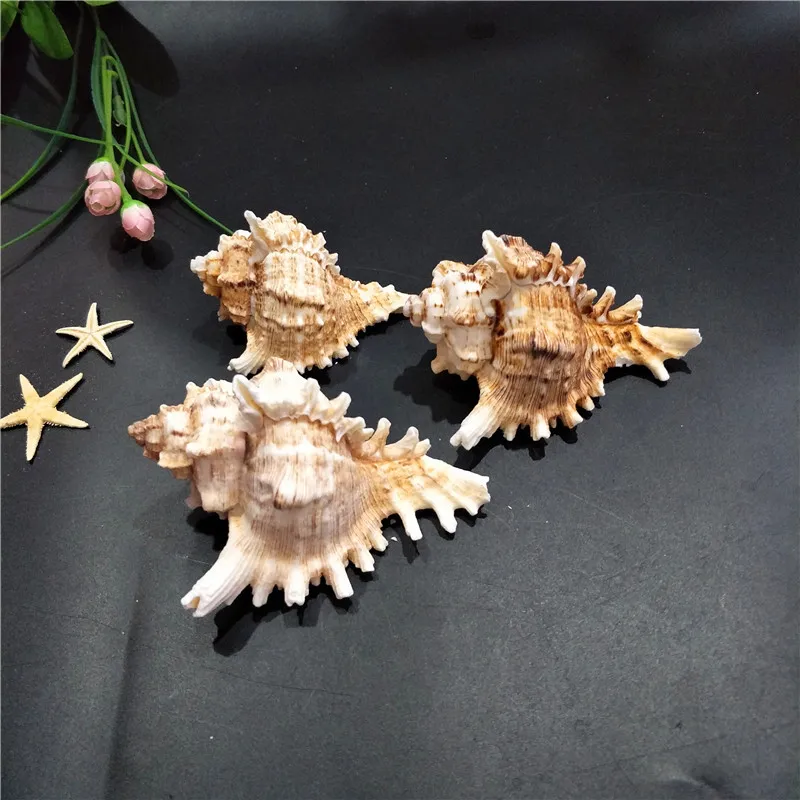Natural Shell Ornaments Kirin Snail Natural Conch Shell Thousand Hand Snail Landscape Fish Tank Landscaping Creative Home Collection Specimen