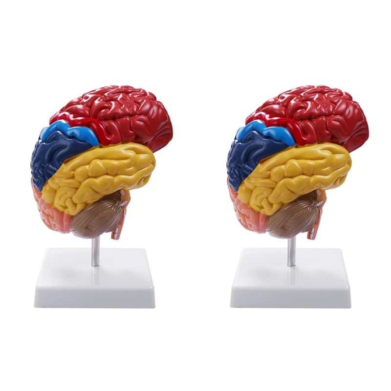 

2X Cerebral Anatomical Model Anatomy 1:1 Half Brain Brainstem Teaching Lab Supplies
