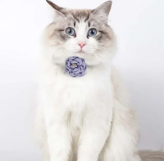 Cat Collar Adjustable Bow Tie Cat Flower Collar Safety Button Tie Necklace Puppy and Cat Gift Pet Accessories Puppy Collar 3
