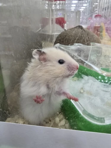 구매후기