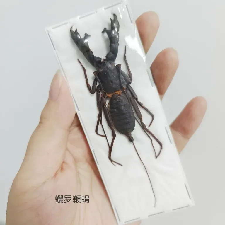 Real Beetle Blue Alien Scorpion Specimen Tarantula Giant Rainforest Insects Steam Beetle Collection Photography Home Decor 6