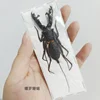 Real Beetle Blue Alien Scorpion Specimen Tarantula Giant Rainforest Insects Steam Beetle Collection Photography Home Decor 6