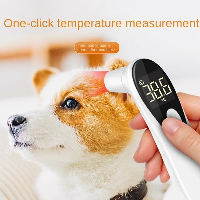 Animaux de compagnie Thermomètre électronique pour chien Thermomètre  numérique Fournitures vétérinaires