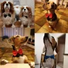 Pet Dog Cat Necklace Formal Necktie Adjustable Bow Tie Portable Collar For Cat Dog Accessories Suit For Small Medium Dog And Cat 2