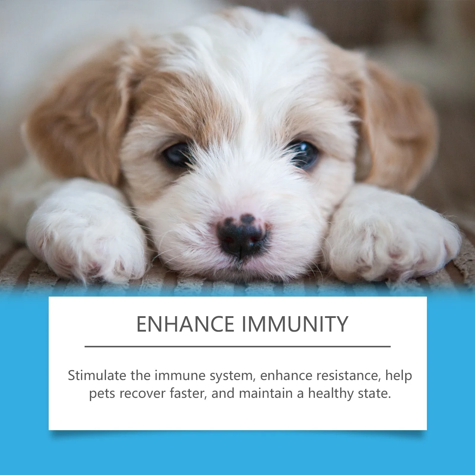 Pet health supplements Yegbong Pet Health Drops Cats Dogs Balanced Nutrition Enhance Puppy Kitten Disease Immunity Multi Vitamin Pet Health Supplements