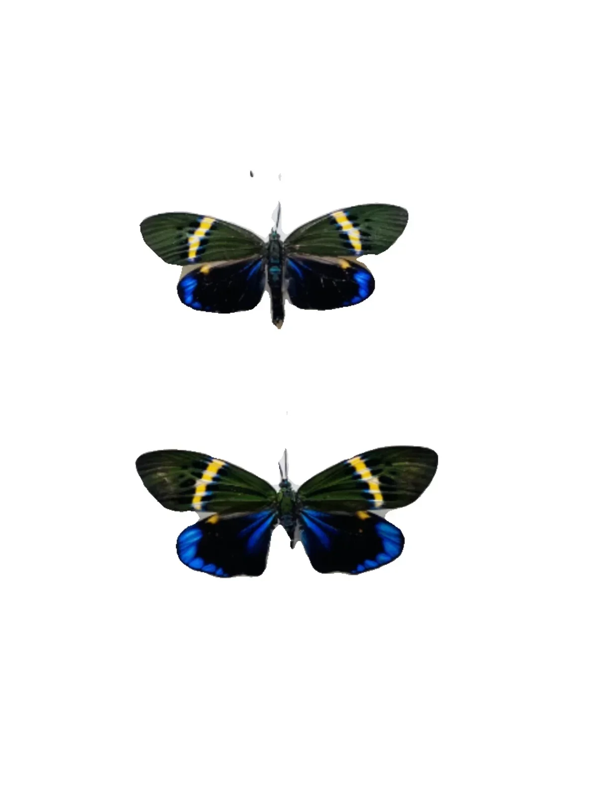 Philosamia Cynthia Walker Et Felder Real Moth Butterfly Wings Not Unfolded Specimen Home Decoration Biological Teaching Research 3
