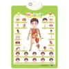 My Body PVC Kid Cognitive ABC Wall Chart Educational Audio Talking Poster Baby Alphabet Vehicle Fruit Anatomy Early Learning 1