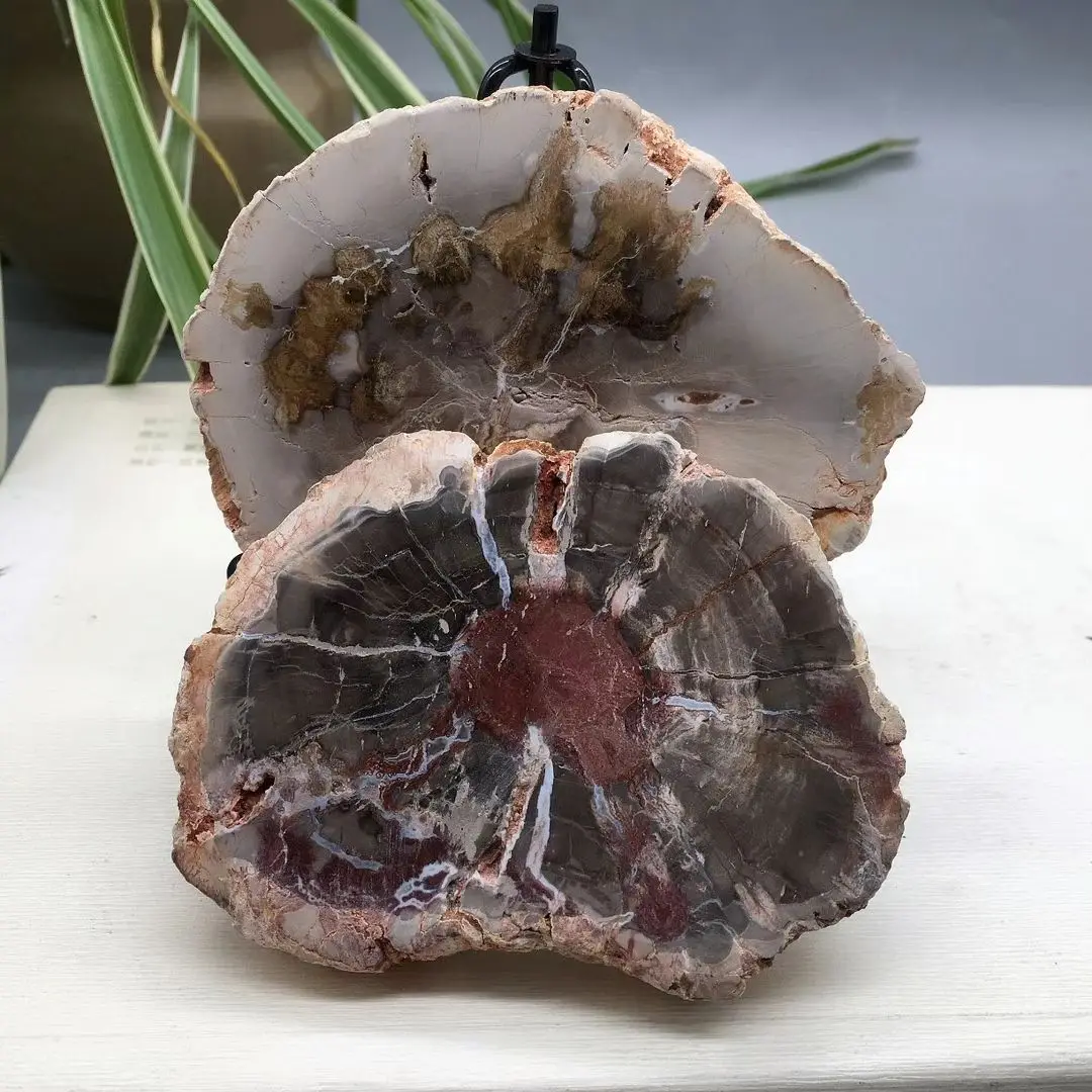 

700g Natural Madagascar petrified wood crystal polish for furnishing pieces for healing home decor 1pcs + base