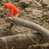 Manual Steel Rope Chain Saw - Portable Survival Gear for Emergency, Camping, and Travel 3