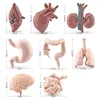 Simulation Human Body Torso Model Biology Brain Heart Liver Stomach Kidney Teaching Tools Learning Educational Toys for Children 5