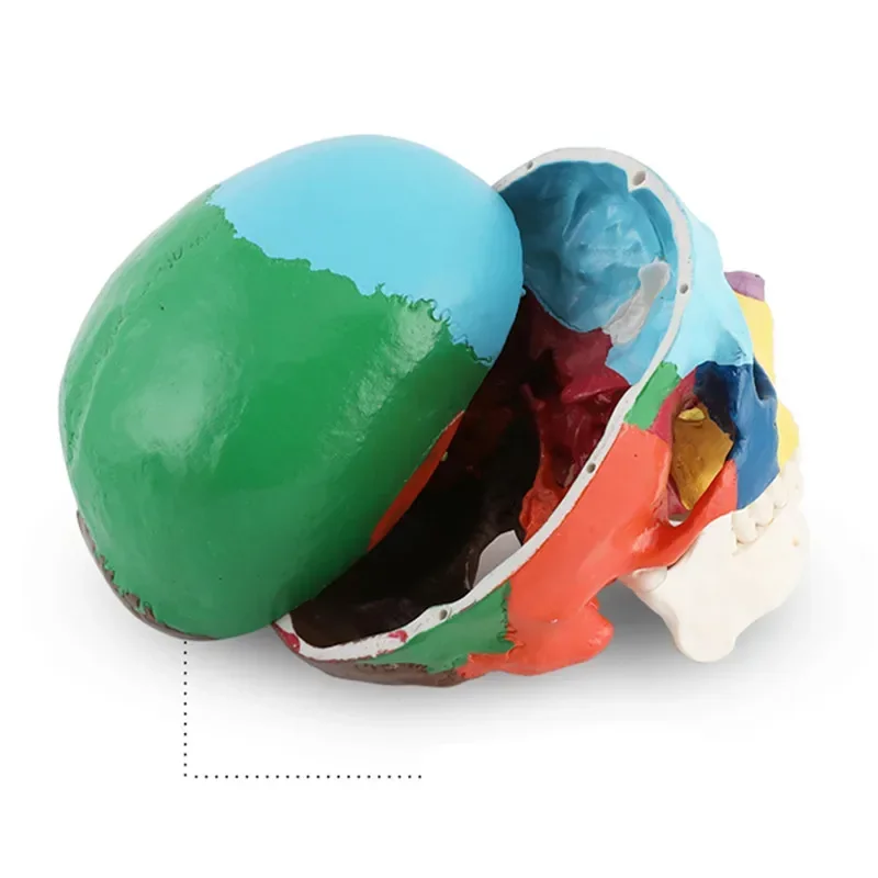 

Educational Dental Skull Model: Human Adult, Detachable and Colorful, Split-to-Head for Advanced Dentistry Training and Practice