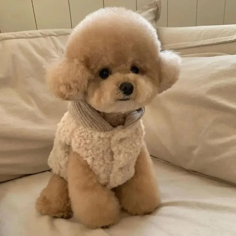 Pet Jacket for Small Medium Dog in Winter pet jacket dog sweater