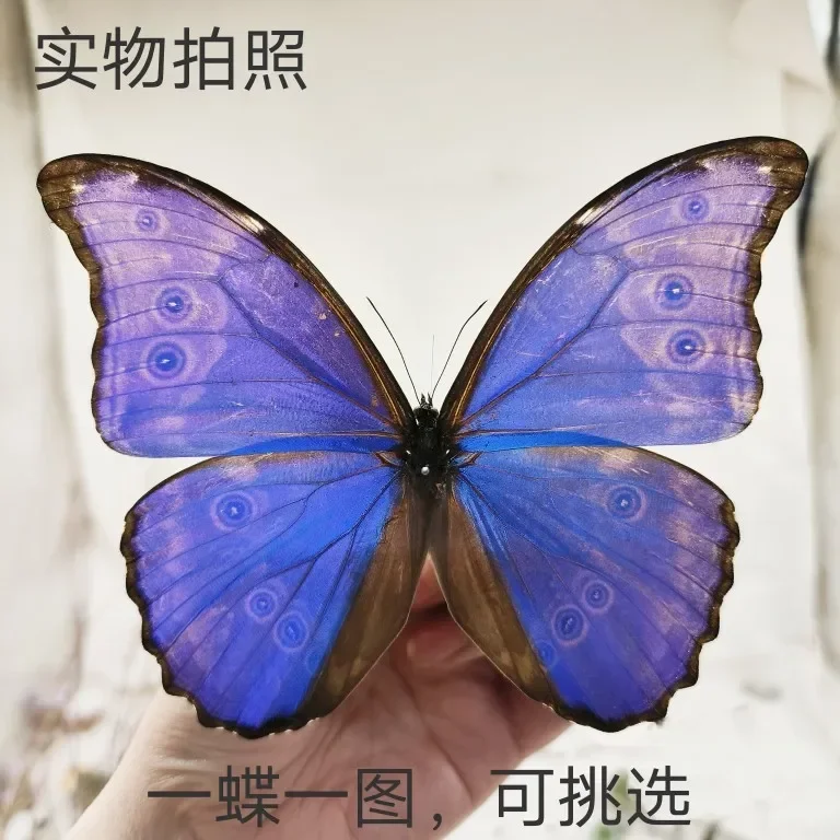 Morpho Didius Real Butterfly Specimens Original Butterfly Wings Spread Out  Animal Specimens Valentine's Day Gift Home Decor 2
