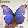 Morpho Didius Real Butterfly Specimens Original Butterfly Wings Spread Out  Animal Specimens Valentine's Day Gift Home Decor 2
