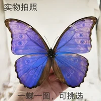 Morpho Didius Real Butterfly Specimens Original Butterfly Wings Spread Out  Animal Specimens Valentine's Day Gift Home Decor 2