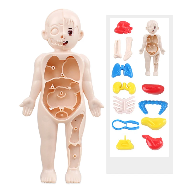 13Pcs Set Montessori Toys Children Science Education Human Body Organ Anatomy Model DIY Assembled Medical Toys Teaching Tools 6