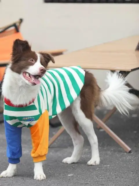 Fall Season Dog Sweatirt Pet Clothing Golden Retriever Samoyed Color Blo Patchwork Trendy Brand Dog Sweater 2