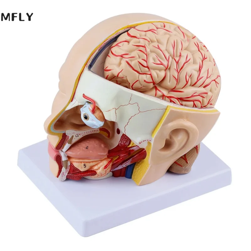 

Human Anatomy Skull Brain Cerebral Artery Anatomical Model For Teaching Material Escolar