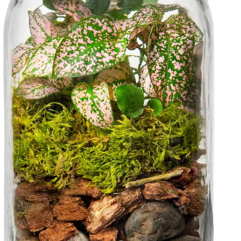 DIY Mason Jar Terrarium 4