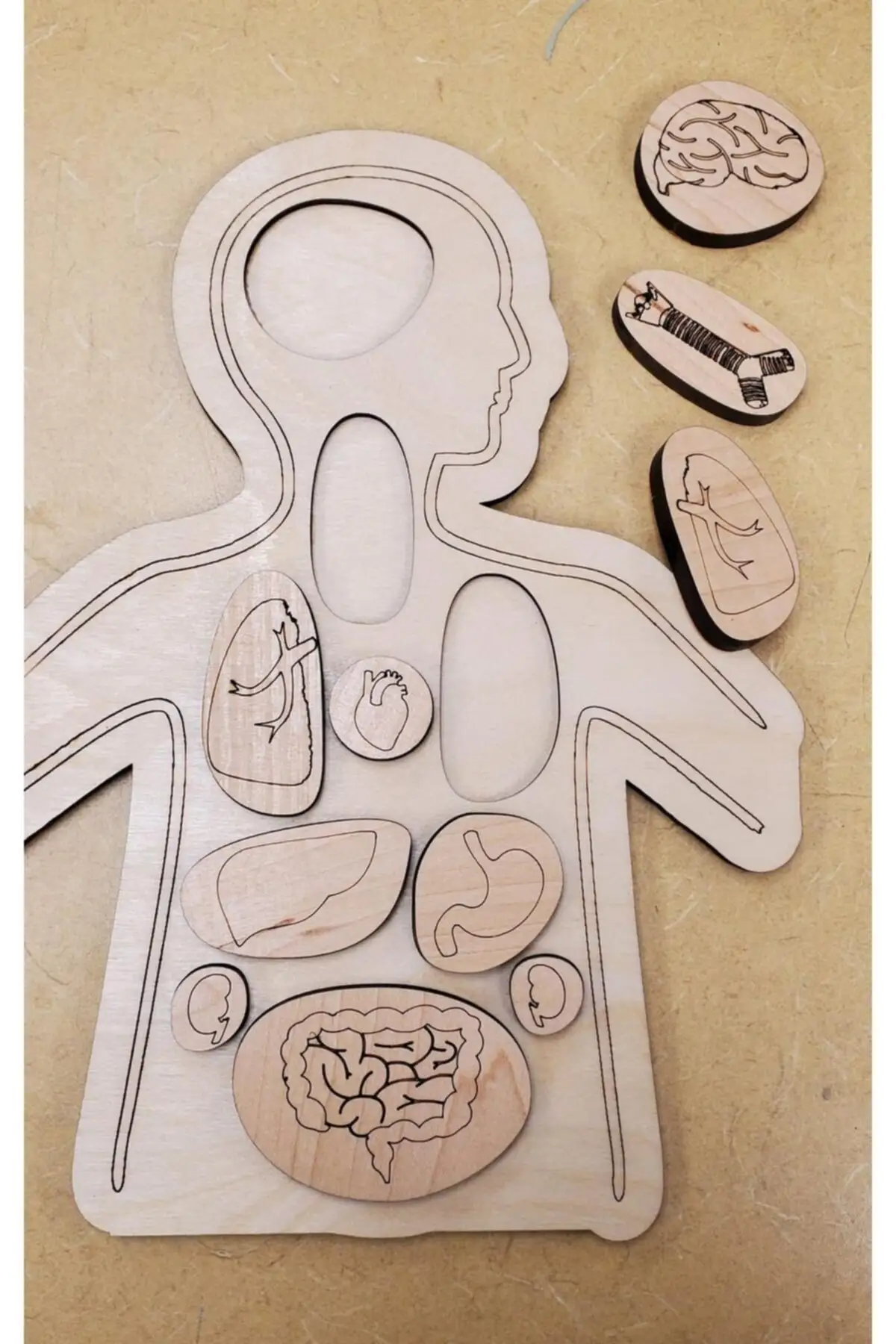 Montessori Wooden Organlarımızı Learn Puzzle for Children Educational Set
