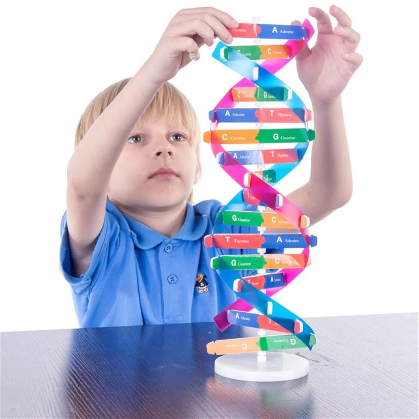 Pré escolar educacional aprendizagem brinquedos kits de ciência biológica  3d diy modelo dna estrutura genética presentes das crianças| | - AliExpress