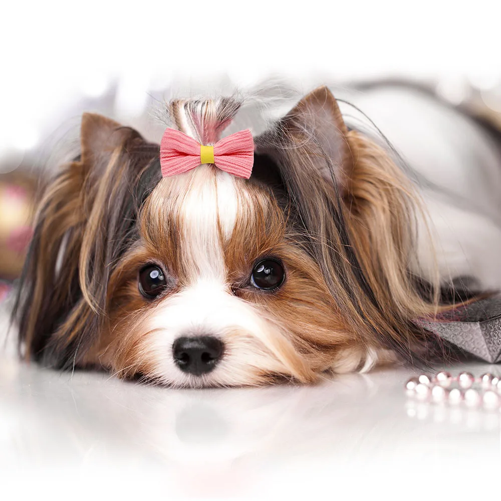 Pink Tiny Dog Hair Bows Shih Tzu Hair Bows Gorgeous Pink White Dog