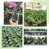 10/50pcs Transparent Nursery Pots with Drainage Hole Seed Starting Pot Flower Plant Container Gardening Planting Nutrition Cups 6