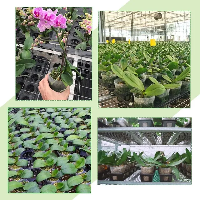 10/50pcs Transparent Nursery Pots with Drainage Hole Seed Starting Pot Flower Plant Container Gardening Planting Nutrition Cups 6