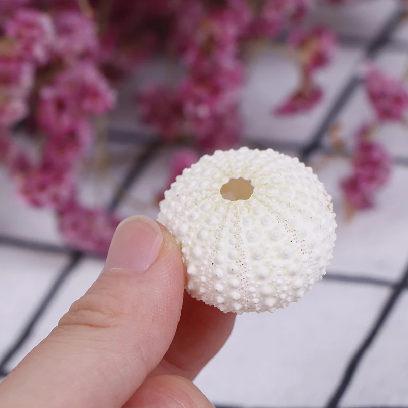 2pcs Natural Sea Urchin Shell Conch Tillandsia Potted Plant Home Decoration Hot!