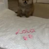 Personalized Embroidery Solid Color Soft Pet Blanket Custom Name Dog Flannel Blanket Pets Gift Blanket Puppy Blanket with Name 5