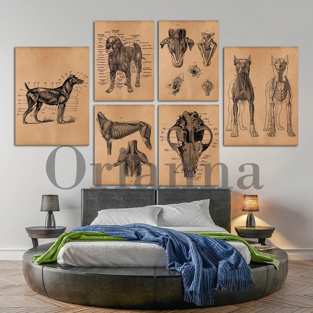 Vintage Dog Skeleton Wall Art 3