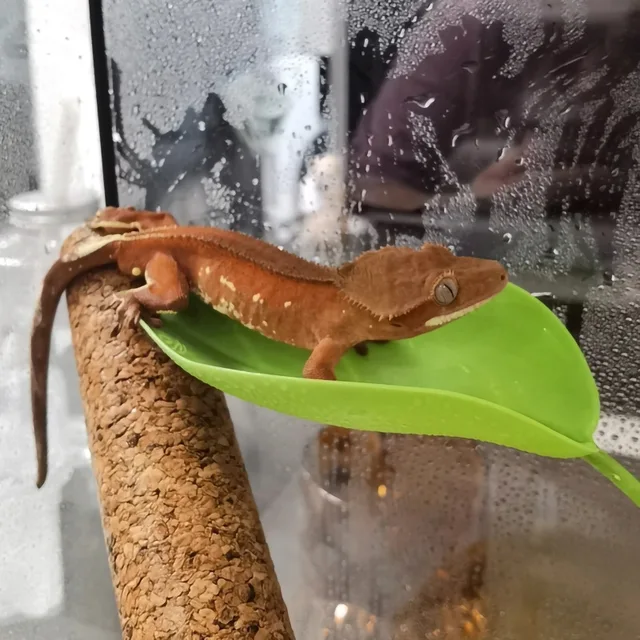 Climbing Pet Suspended Nest Lizard Hideout Simulating Plant Leaves Reptile Habitat Basking Area Resting Terrace with Suction Cup Climbing Pet Suspended Nest Lizard Hideout Simulating Plant Leaves Reptile Habitat Basking Area Resting Terrace with Suction Cup