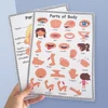 2 PCS English Body Parts Big Card  Early Education for Children Learning Materials Teaching Aids Classroom Wall Decoration 1