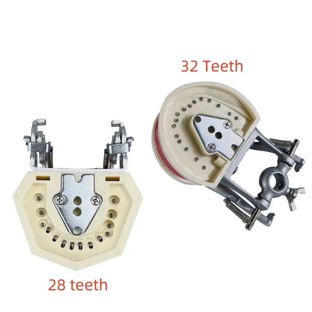 Standard Dental Teeth Model For Study & Teaching - 28 Removable Teeth, Orthodontic Demonstration 10 thumbnail image