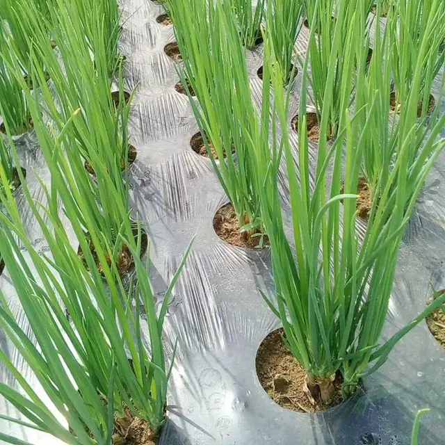 10 M Fekete 7 Lyukú Talajtakaró Pe Plastic Mulch 25 Mm Mezőgazdasági Növények Cover Film Frost Protection Tartson Meleg Gyomvezérlés - Image 5