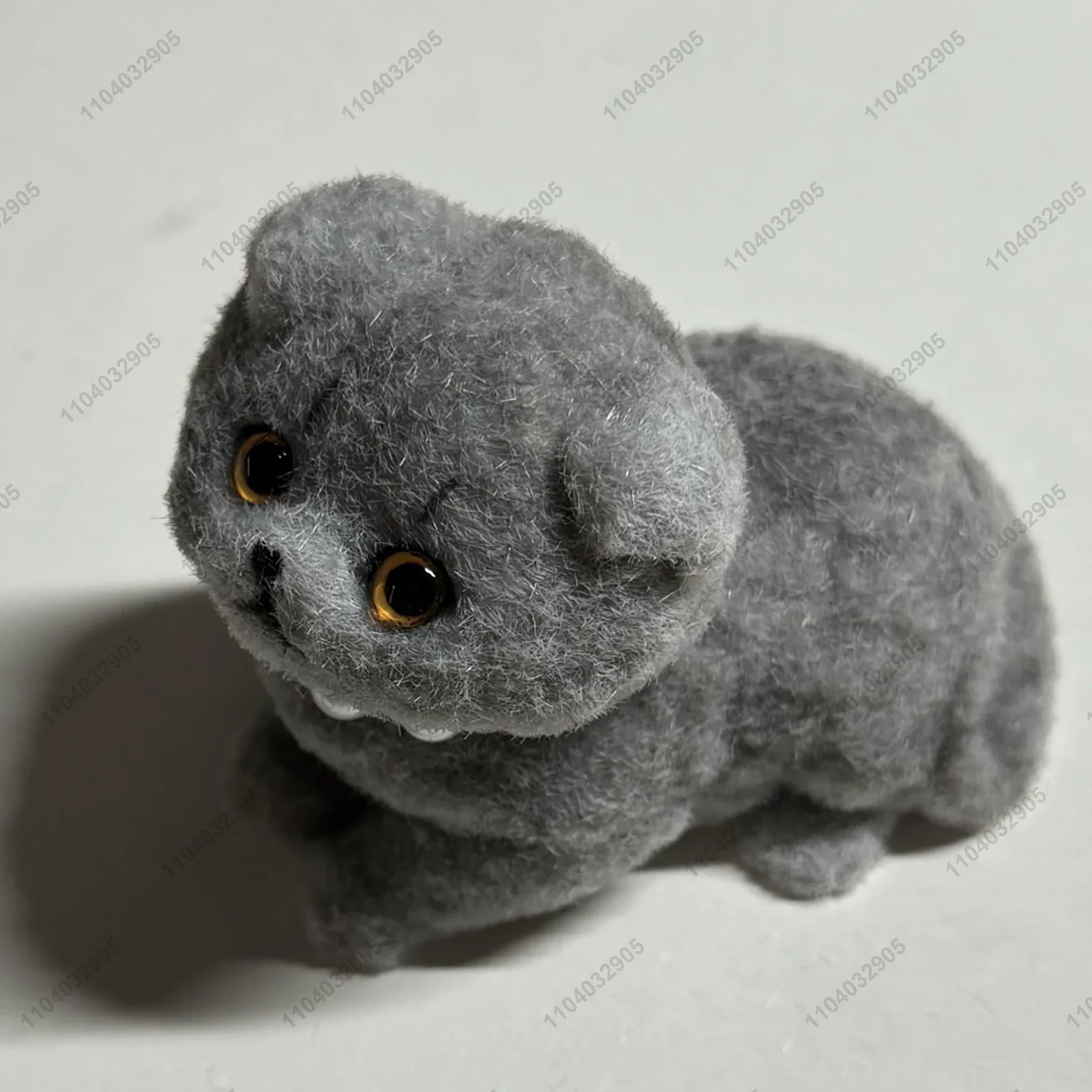 Blue Scottish Fold