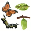 4pcs Butterfly Life Cycle Kit Lifestyle Stages of Monarch Butterfly Teaching Tools for Kids Students 1