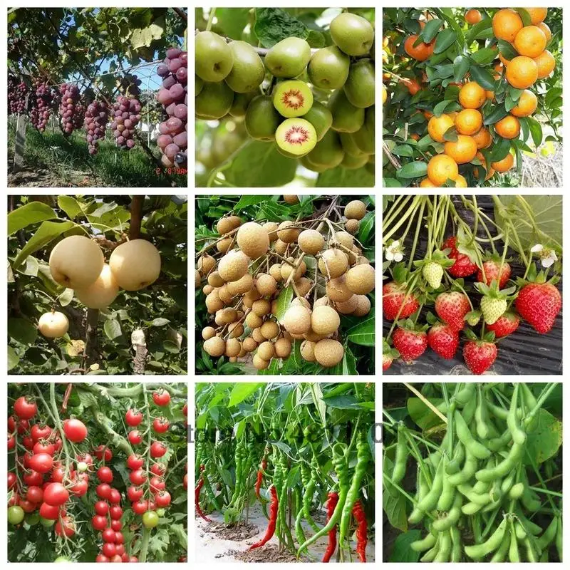 15g Boron Fertilizer Sodium Borate Single Trace element Plant Food Increase Growth Fruit Output Crop Hydroponics Farm Vegetable