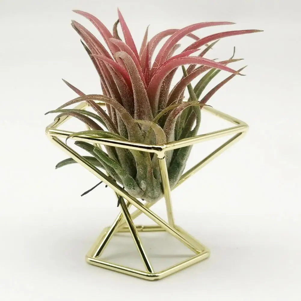 

Tillandsia Display Stand Metal Air Plant Stand Holder Hydroponic Nordic Style Useful Stylish Appearance Fern Plant Stand